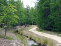 Naseby forest track