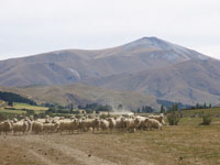 Sheep at Daisybank area