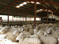 Sheep in covered yards