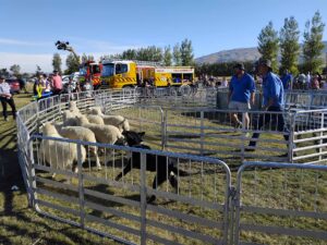Sheep racing is one of the fun family friendly activities at the Strath Taieri A and P Show each year.