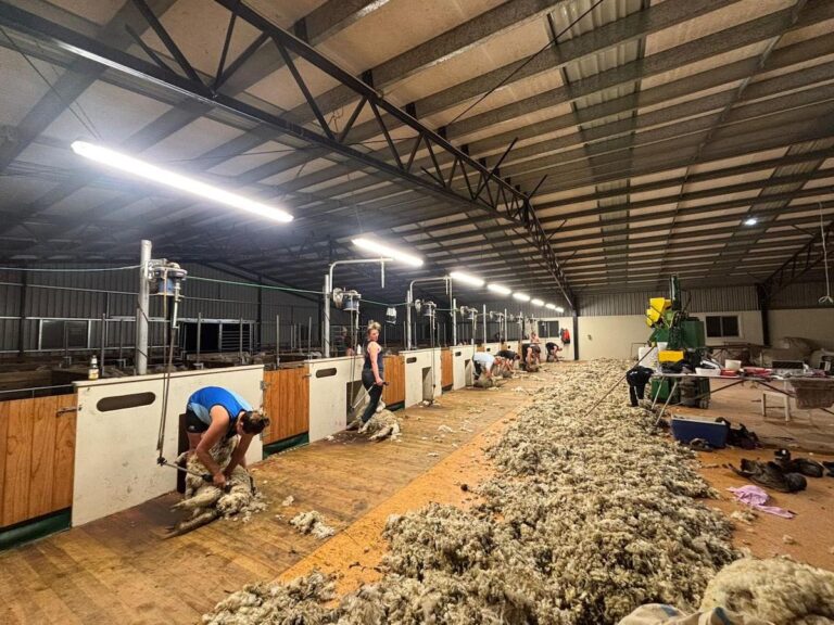 Middlemarch-Strath-Taieri-Young-Farmers-Shearing-Competition