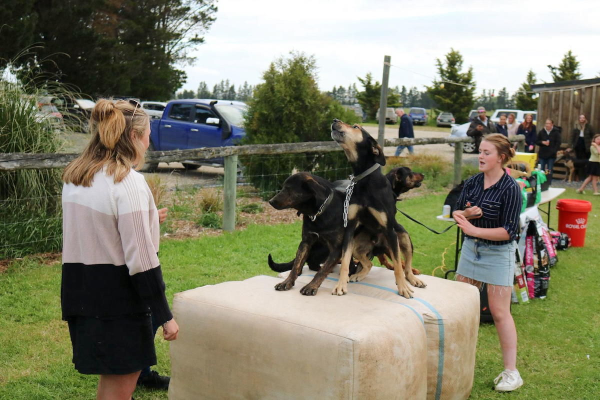Middlemarch-Strath-Taieri-Young-Farmers-Show-dogs