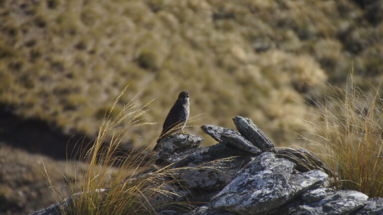 Fairleigh Farm Falcon